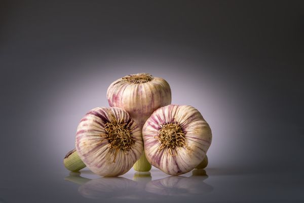 Czosnek – kulinarne i zdrowotne bogactwo Allium sativum L.